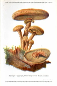 1913 GRAMBERG CHROMOLITHOGRAPHIE Pilze: zottelige Schuppenkappe - Bild 1 von 3