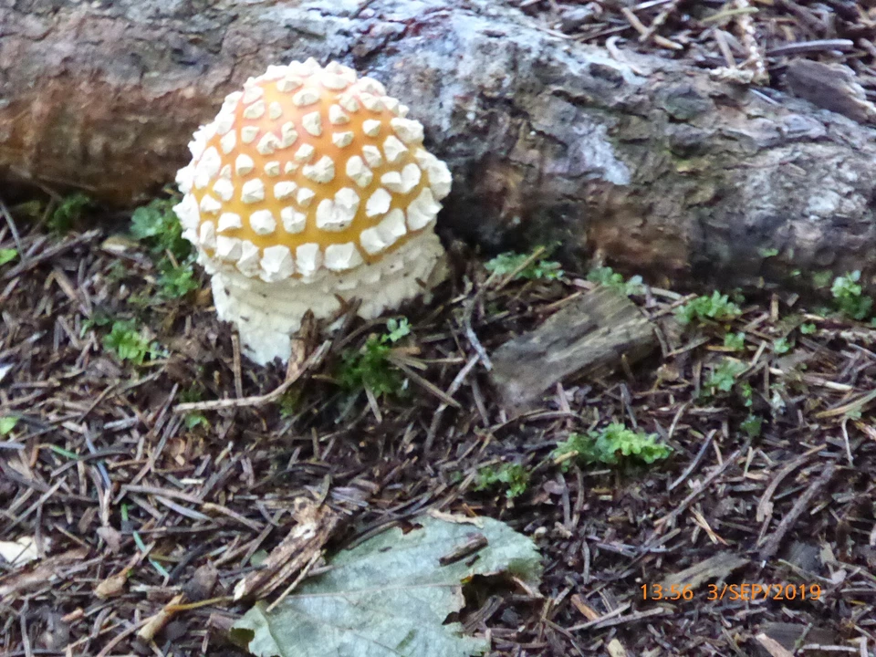 8x Adapterkabel  USB  / B     USB C -Stecker Stecker + 5X KnubbelStecker Stecker - Bild 1 von 1