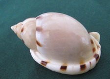 Casmaria Ponderosa  46 mm GEM "Thick/callous lip w/opecolum "WOW!!!