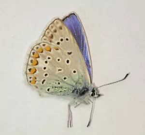 Mariposa Polyommatus icarus Lycaenidae de Siberia Occidental - Imagen 1 de 1