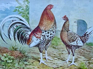 c1904 Antiker Geflügel Huhn Druck ALTES ENGLISCHES SPIEL SPANGLED Künstler J.W. Ludlow - Bild 1 von 3