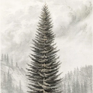 1857 USPRR CA & OR, árboles pl. 9, ABIES MENZIESII (Douglas Fir) - Imagen 1 de 5