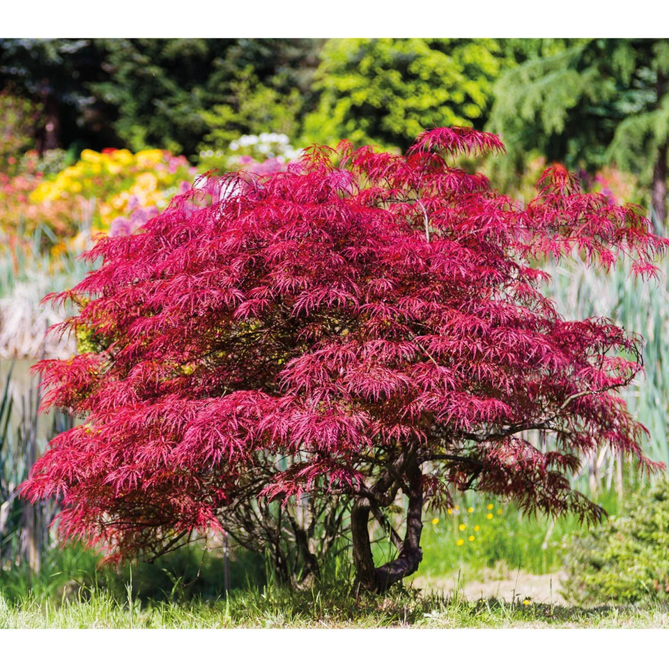 T&M Japanese Acer Maple Tree Palmatum Hardy in 7cm, 10cm, 3L & 3.5L Nursery Pots - Image 1 of 2