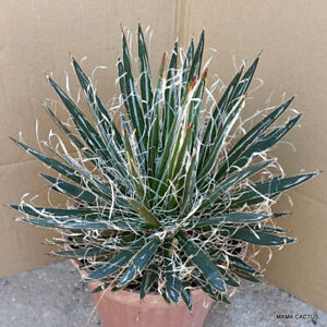 D241 AGAVE SCHIDIGERA WHITE pot 26 cm H 33 cm W 33 cm MaMa Cactus