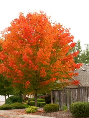 October Glory Maple quart pot - Image 1 of 4