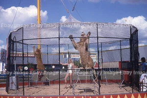 Circus Hall of Fame Lion Tamer 1975 Lot of 4 Vtg 35mm Slides Sarasota Florida - Picture 1 of 5