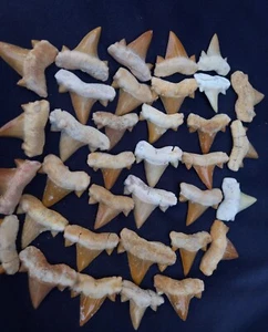 100 Stck. Haifischzähne Otodus obliquus Haifischzahn Megalodon Ära Fossilien Marokko - Bild 1 von 19