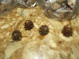 Lärchenzapfen 8 Stück hübsch verpackt! D E K O Herbst, Advent, Weihnachten - Bild 1 von 2