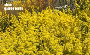 LADIES BEDSTRAW WILD YELLOW BRITISH FLOWER SEEDS GALIUM VERUM SLYNE GARDEN - Picture 1 of 4