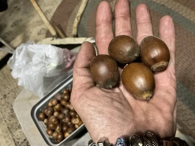 South Alabama White Oak Acorns 1lb Bag Fresh Hand Picked No Caps Free Shipping - Image 1 of 3