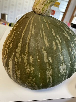 10 Lakota Squash   Japanese Kuri  Pumpkin  Squash  Seeds 2025 fall fresh seeds - Image 1 of 4