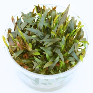 Buy2Get1Free Cryptocoryne Mioya Tissue Culture Live Aquarium Plant - Picture 1 of 6