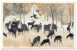 Cartolina resina in inverno alimentazione selvaggia 1931 cartolina cervi cervi cervi - Foto 1 di 2
