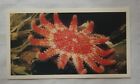 1988 Players Doncella The Living Ocean No. 11 Common Sunstar