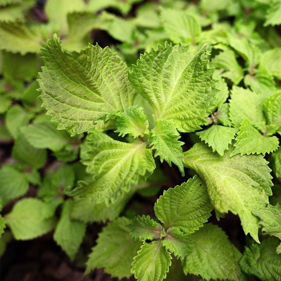 VALEYRAC EXOTICS Green Perilla - Shiso - Japan heirloom - Perilla frutescens - 20+ graines - F...