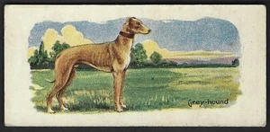 1930 Greyhound Dog Card Cowans Chocolate V13 Cowan Dogs Series #17 Canadian Type - Picture 1 of 2