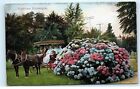 *1909 California Hydrangeas Flowers Victorian Women in Horse Buggy Postcard C18