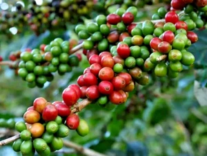 Coffee Cranberry Seedss (Coffea sp.) 120+ Seedss - Picture 1 of 8