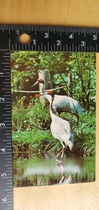 Walt Disney Welt Postkarte Exotische Vögel streifen Entdeckung Insel Sarus Krane - Bild 1 von 3
