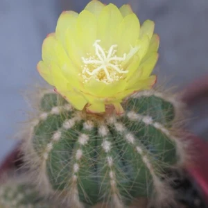 Parodia Notocactus Mixed Cactus Tropical House Plant Seeds - 15 Rare Seeds - Picture 1 of 2