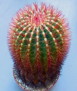 Ferocactus stainesii var. pilosus -  - Ferocactus peloso - Imagen 1 de 4