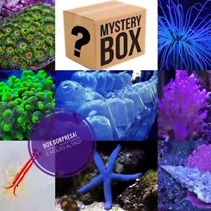 ✅SPECIALE Promo Box S Coralli Invertebrati Acquario Marino Box Sorpresa Rarità - Foto 1 di 7