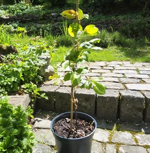Kupfer-Felsenbirne Amelanchier lamarckii, ca. 60 cm Gesamthöhe - Bild 1 von 4