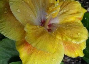 CHARTREUSE ROSE Tropical Exotic Cajun Hibiscus Plant Fancy Gold Pink Flower - Picture 1 of 4