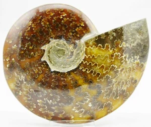 Fossil WHOLE Ammonite Nice Suture Pattern 134mm Dinosaur XLG 5.2" 110myo e3991xx - Picture 1 of 8