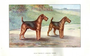 Stampa Antica CANE = TERRIER GALLESE = Primi del 900 = DOG Old Print (68) - Picture 1 of 1