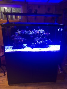 used red sea reefer 170 for sale