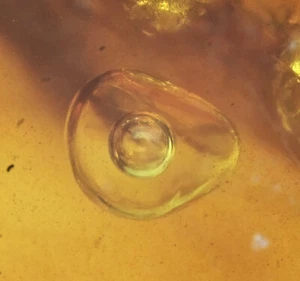 Burbuja de agua móvil (enhidro), inclusión fósil en ámbar birmano - Imagen 1 de 3