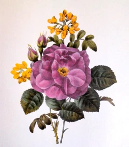 Redoute Bouquet Botanical Flowers Red Rose Of The 4 Seasons Print Book Plate 67 - Picture 1 of 2