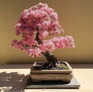 00894A Bonsai japanische Knollenkirsche 2 Samen Bonsaisamen - Bild 1 von 1