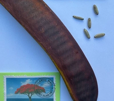 Flamboyant Tree Delonix regia The Flame Tree of the Canary Islands - Madagascar - Bild 1 von 4