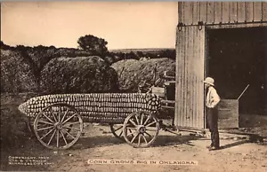 Postal Maíz Crece Grande En Oklahoma Exageración Albertype Sin Publicar - Imagen 1 de 3