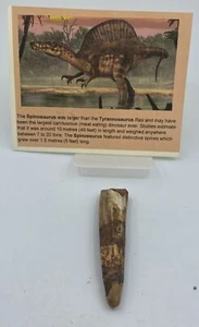Spinosaurus Tooth Dinosaur Fossil Before T Rex Cretaceous K880 - Picture 1 of 4