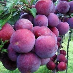 Bisbul Grafts of tropical fruit trees, 100% Best Quality