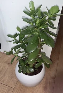 Money tree Jade plant - Crassula ovata Plant - 13cm Pot -40cm+ (Height ) - Picture 1 of 5