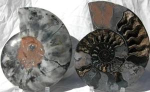RARO PAR DE AMONITA NEGRO 1-n-100 cristal profundo 110myo fossil xl 242 mm 9,5" 1097xx - Imagen 1 de 12
