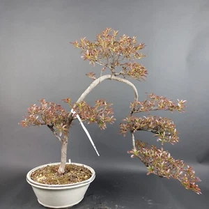 Bonsai - Jap. Satsuki Azalee, HI NO HIKARI - Bild 1 von 2
