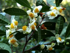 5 SEMI DI CAMELLIA SINENSIS "pianta del tè" - Foto 1 di 1