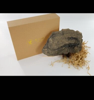 Replica VELOCIRAPTOR Dinosaur Fossil Complete Skeleton  with stand in Gift Box - Image 1 of 3