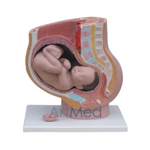 Modell Anatomie professioneller medizinischer menschlicher weiblicher Beckenabschnitt 4 Teile | ARTMED - Bild 1 von 2