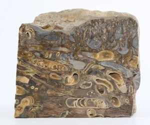 Rare Awesome Fossil Teredo Shipworm bored Wood Petrified England COA 6982 - Picture 1 of 17
