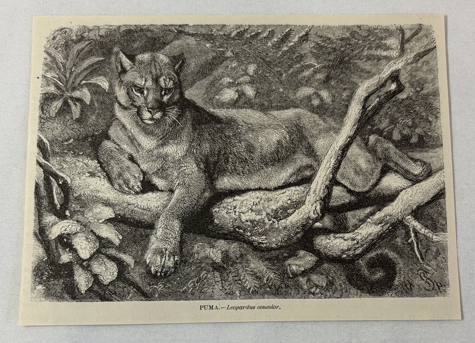 Libro grabado 1885 ~ PUMA Foto 1 de 1