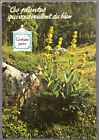 Carte postale Plantes, Fleurs : La Gentiane jaune (13)