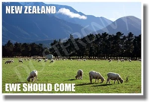 New Zealand - Ewe Should Come - NEW World Travel POSTER - Picture 1 of 1