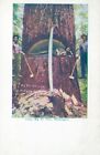 WASHINGTON WA - Big Fir Tree Postcard - udb (pre 1908)