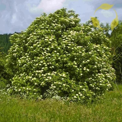 EUROPEAN ELDERBERRY Sambucus Nigra - 25+ SEEDS - Image 1 of 4